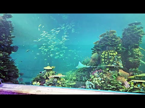 The heart of Mazatlan New Aquarium - Gran Acuario Mazatlán
