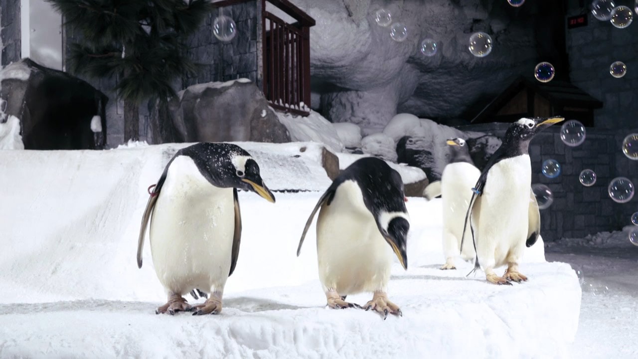 Ski Dubai Penguins Encounter
