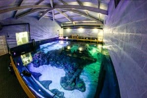 Skegness Aquarium - Pirates Lagoon - News | MAT LSS