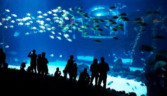 Close View of the Deep Sea Largest Aquarium at Poema Del Mar