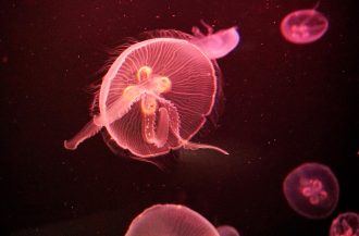 Poem of the Sea Aquarium Jelly Fish