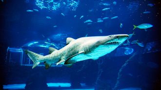 Poema del Mar Aquarium Shark