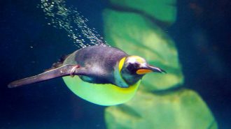 Ski Dubai Aquarium Penguin