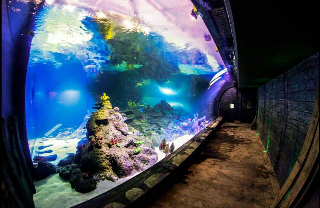 The aquarium opened its gates to the visitors