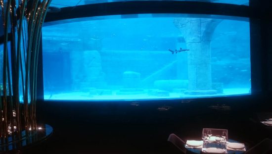 Shark Aquarium -Dining Area at Rixos World Theme Aquarium