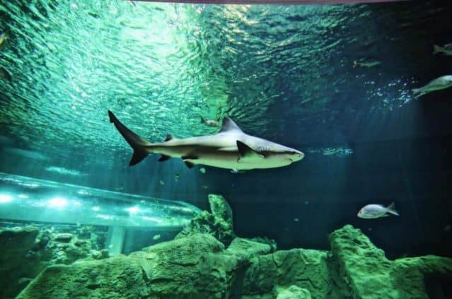 Aquarium sharks