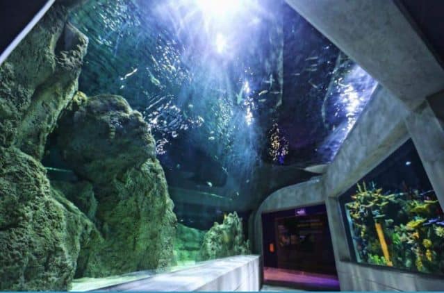 The tunnel of the aquarium