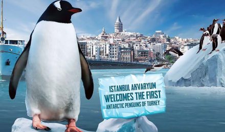 The latest attraction of Istanbul Aquarium (Florya Aquarium) is the Penguinarium!