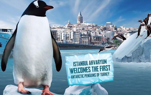 The latest attraction of Istanbul Aquarium (Florya Aquarium) is the Penguinarium!