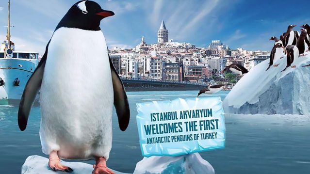 Istanbul Aquarium – Penguins Encounter