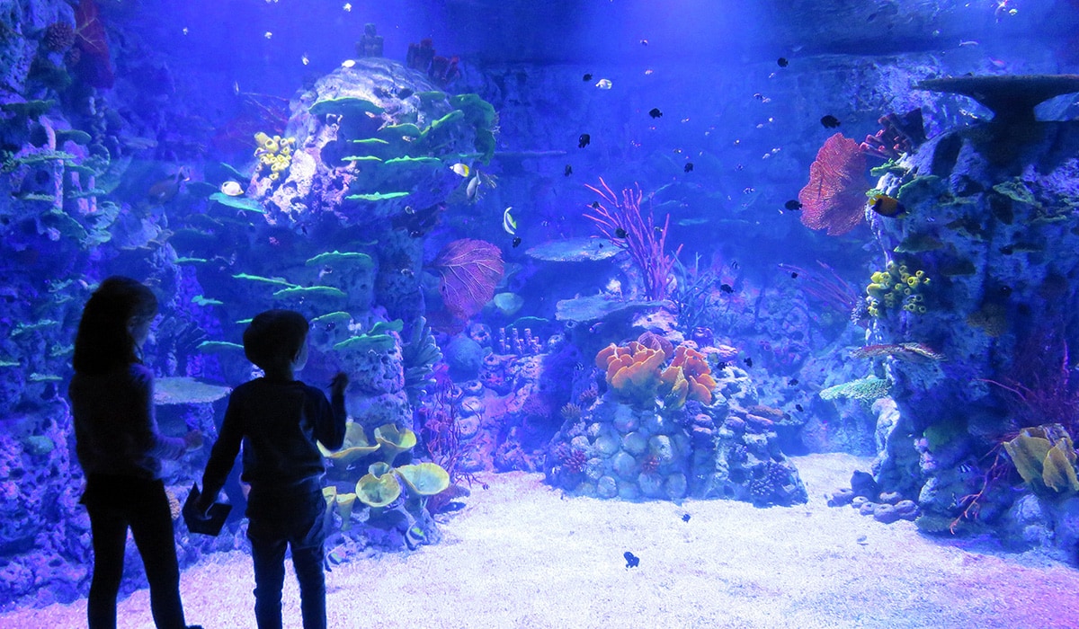 Xanadu Atlantis Aquarium