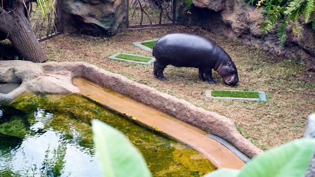 Hippo Exhibit in Loro Parque