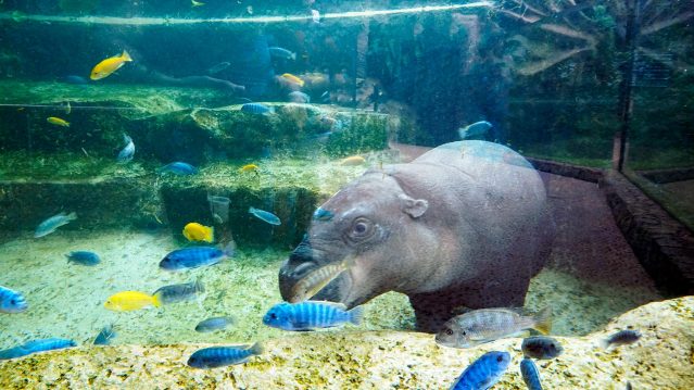 Ζοο hippopotamus clean water