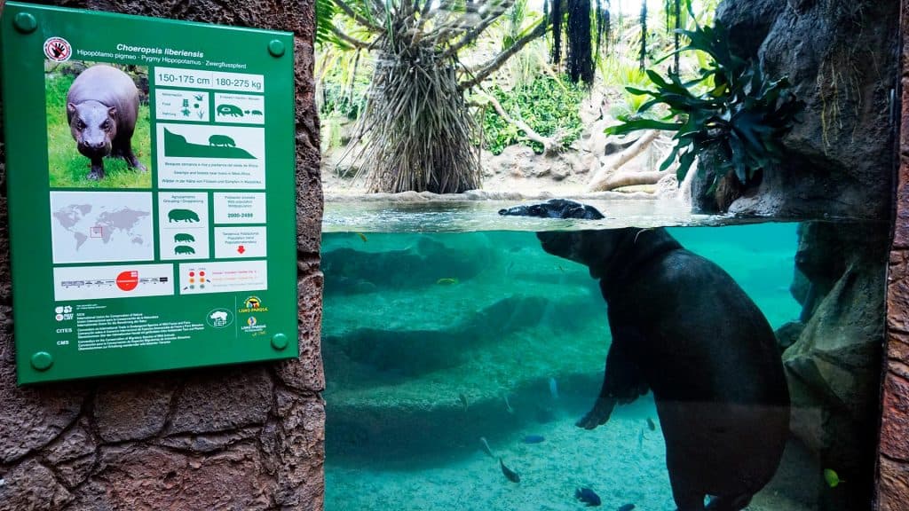 Loro Parque Zoo Pygmy Hippopotamus - News | MAT LSS