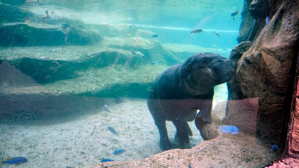 Loro Parque Zoo Pygmy Hippopotamus - News | MAT LSS