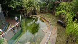 Hippopotamus Exhibit