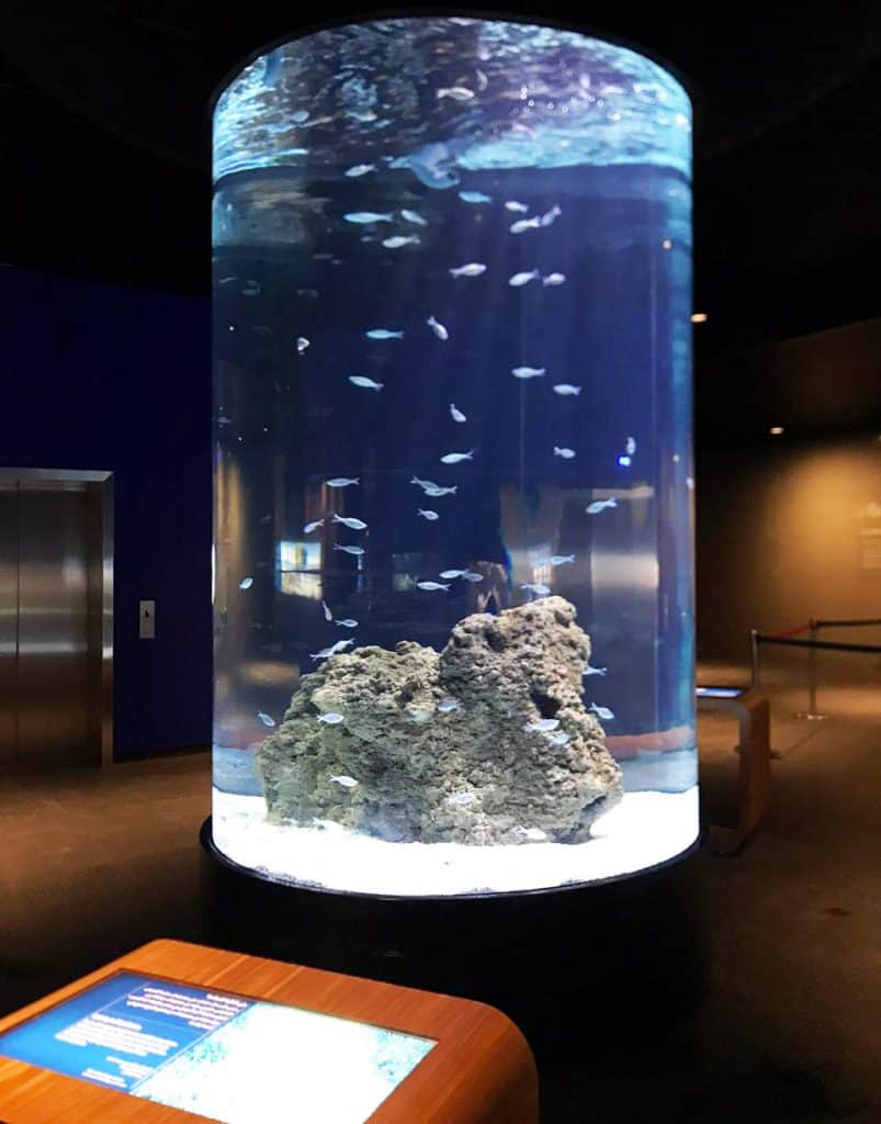 Kuwait Cultural Centre Aquarium Groupe Coutant MAT LSS