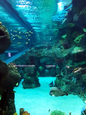Kuwait Cultural Centre Aquarium