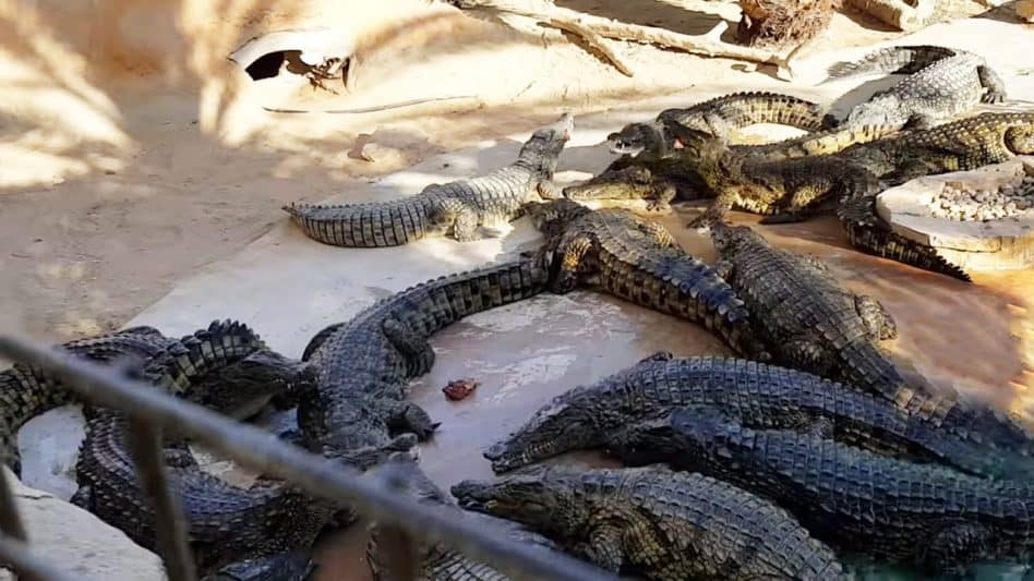 Crocodile Park, Natural Environment with proper Crocodile Filtration