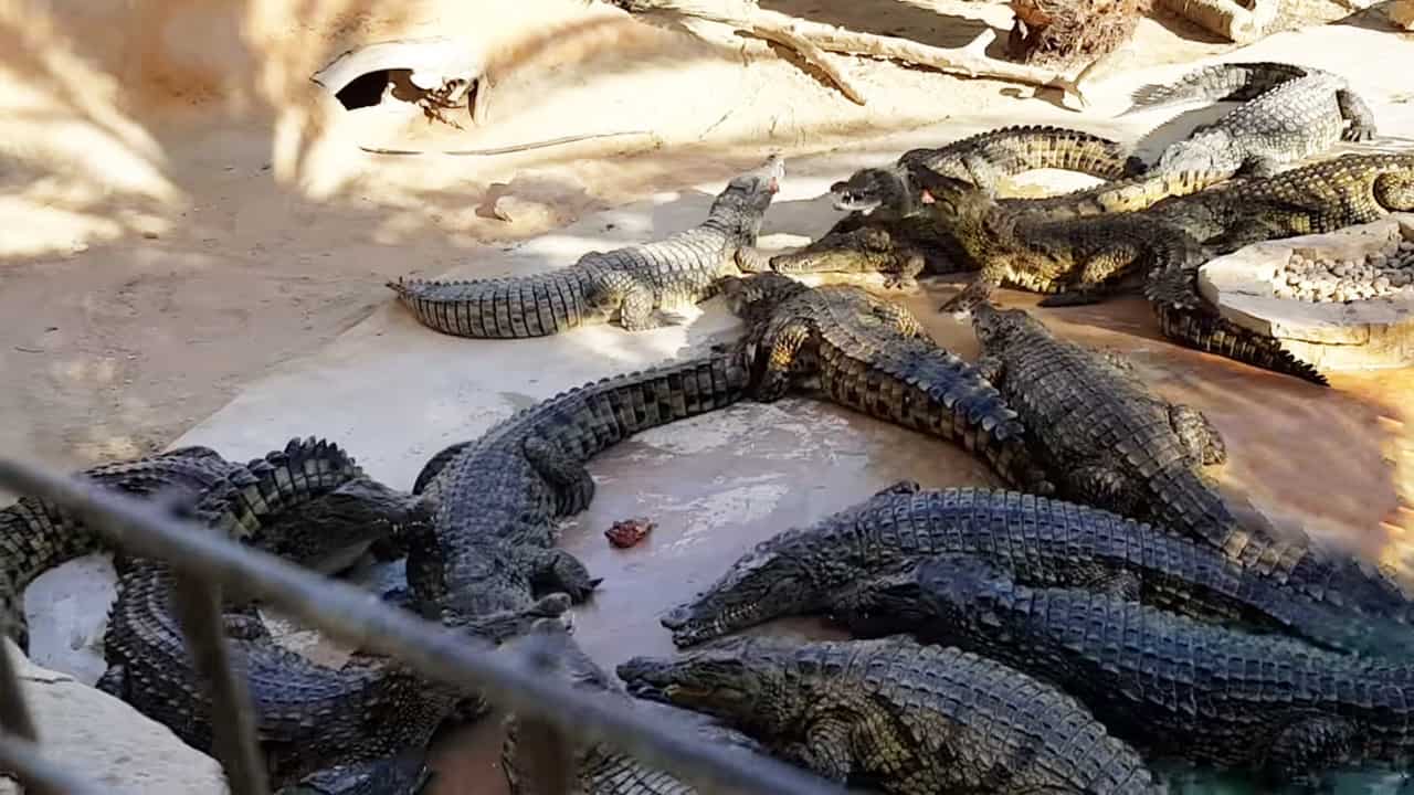 Crocodile Filtration At The Dubai Park (mirdiff) 