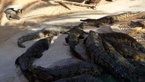 Crocodile Park with proper water Filtration quality