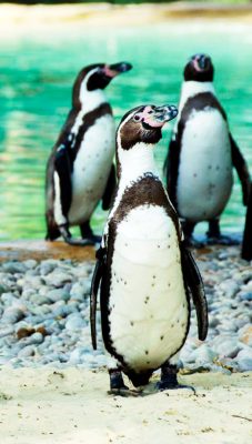 Al Ain Zoo Penguins