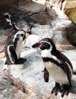 Zoo Penguins
