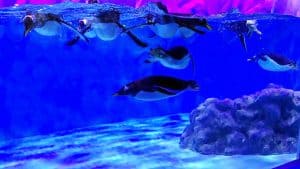 Excellent water clarity for penguin exhibit