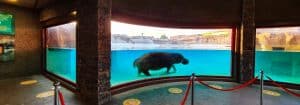 Adult Hippopotamus Zoo Exhibit