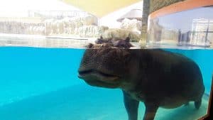 Adult Zoo Hippopotamus