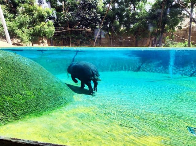 Dubai Safari Park Hippopotamus Exhibits