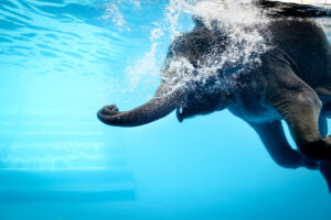 Elephant Swimming Underwater