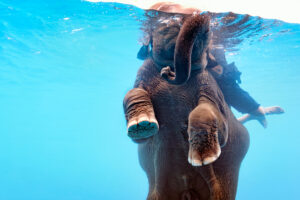 Elephant Swimming Underwater in a Pool