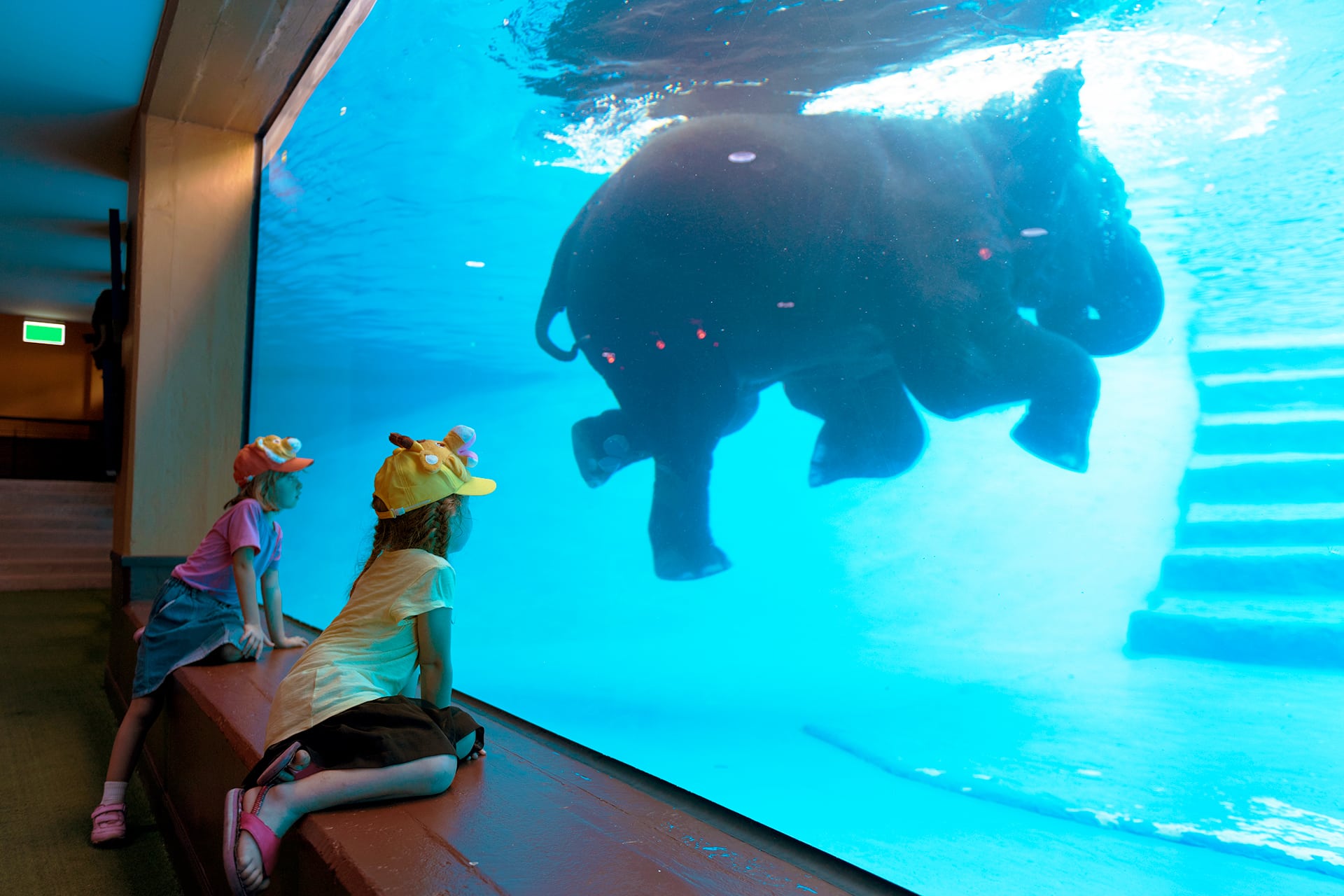 Elephants Exhibit Pool Underwater