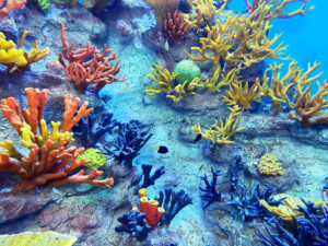 Aquarium Corals and Theming